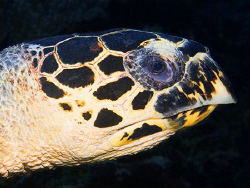 Portrait of a Hawksbill turtle (Canon G9, Inon D2000w) by Marco Waagmeester 